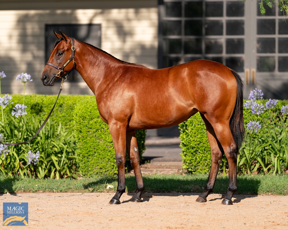Tattersalls1766's tweet photo. Great touch 👏🇦🇺
The Howson & Houldsworth Bloodstock and @AWilliamsBldstk team bought Rainbow Falls for 62,000gns from @godolphin at the #TattsAugust Sale.
She was covered by @JuddmonteFarms' Kingman at Southern Hemisphere time, shipped to Australia and @VineryStud today sold the resulting yearling for $650,000.