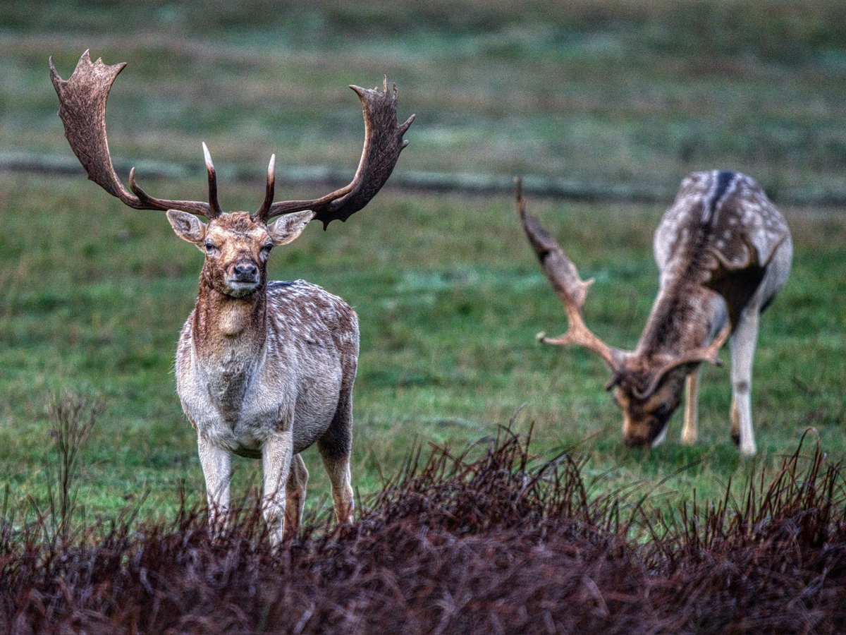 rvhaarle's tweet photo. GM double gold
#fallowbuck
https://t.co/lEBWs1y9ly https://t.co/V9yfBX9Z3t