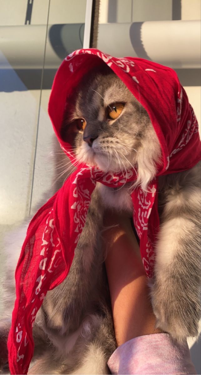 Kedime bakın