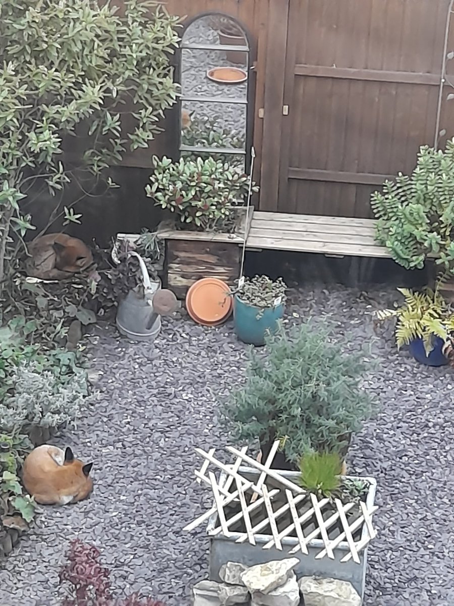 Two gorgeous foxes sleeping in our small North London garden today. Never happened before. Maybe cold? #fox #foxoftheday #London #urbanfox