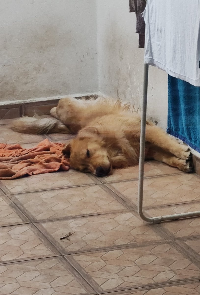 Agubrk22's tweet photo. Cómo me gustaría ser él por un día nomás, no pido mucho 😔 (si si lo agarro el agua) https://t.co/N0RFqaDqDG