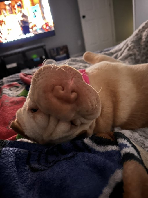 Buenas ma&ntilde;anas! Say it back with pet pics! I&rsquo;ll start! https://t.co/5VPEzWzaMX<a href="/tag/mvsales"class="tags"><span>#mvsales</span></a>