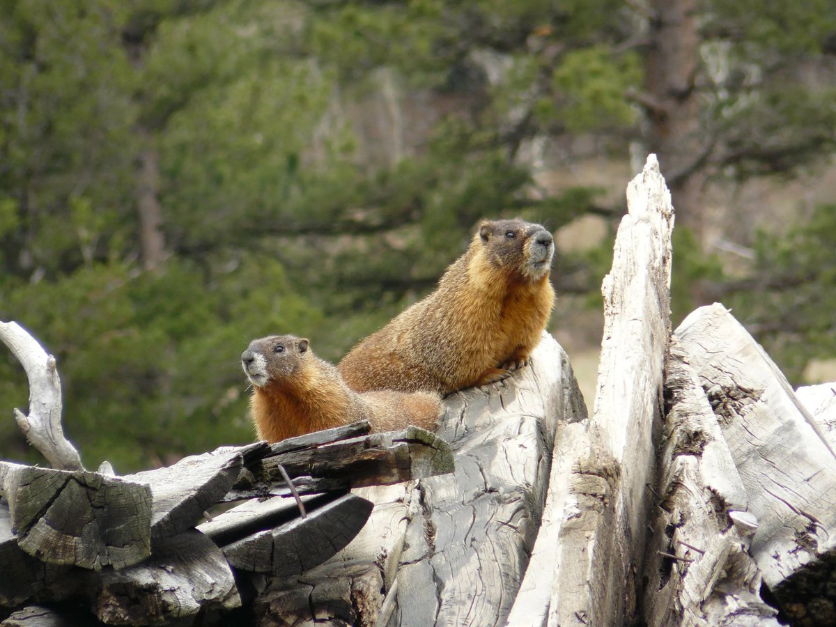 BoulderCountyOS's tweet photo. After doubling their weight in the fall, marmots are now taking a winter snooze. Their body temperature drops to about 40 degrees Fahrenheit and their pulse is about 5 beats per minute. They will appear once again come March or April — when the grass greens up. #BoCoParks https://t.co/zf1EhK74lD