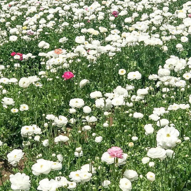 softdeIicacy's tweet photo. the delicate beauty of white flowers. https://t.co/01rMtxxS17