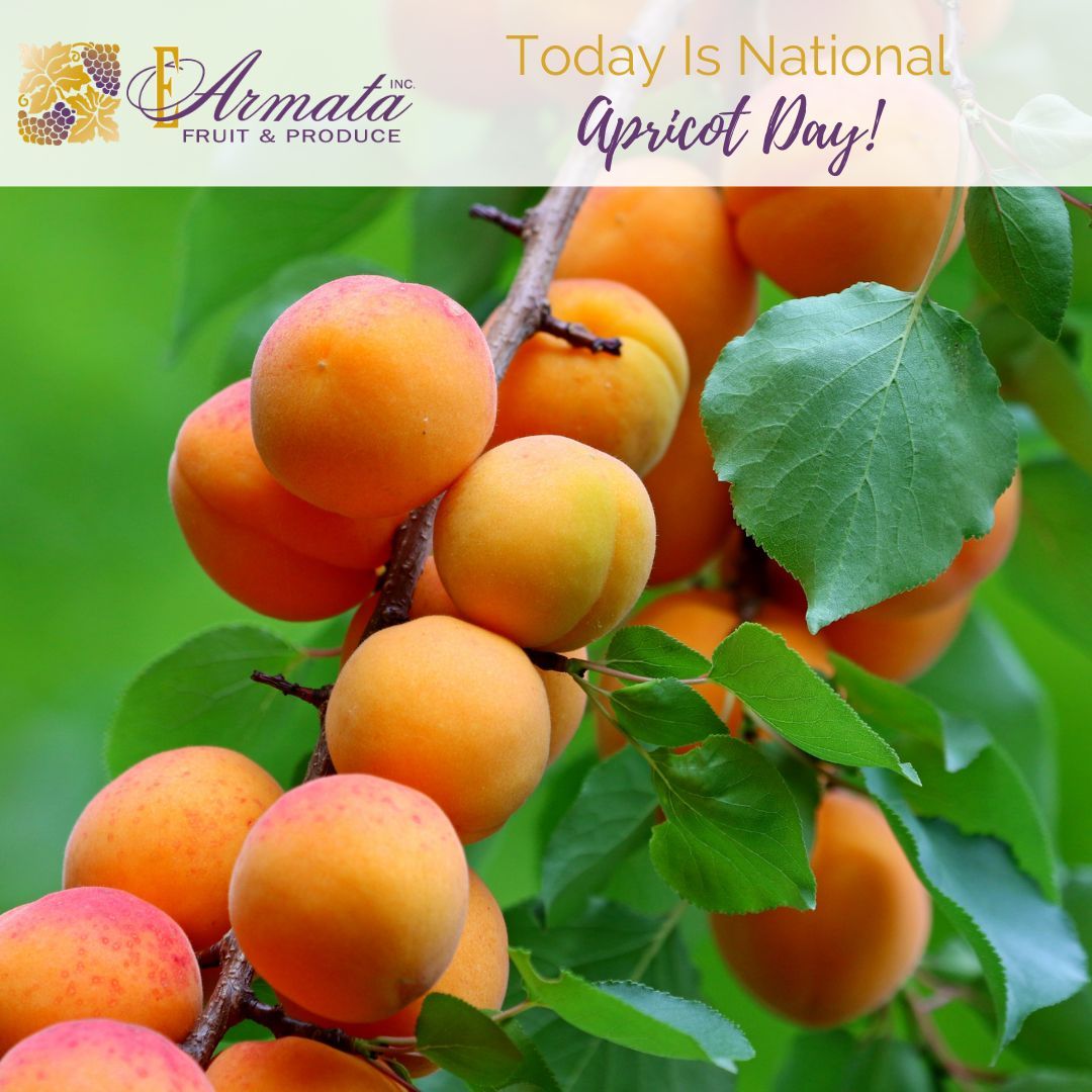 EArmataHuntsPt's tweet photo. Embrace the sweetness of our farm-fresh #apricots! Celebrate #NationalApricotDay with a burst of flavor from #EArmataInc. Perfect for snacking or adding a fruity touch to your favorite recipes.

https://t.co/mW5kEHwx5A

#Bronx #LongIsland #NewYork #NYC #HuntsPointMarket https://t.co/4nus9AkeNb