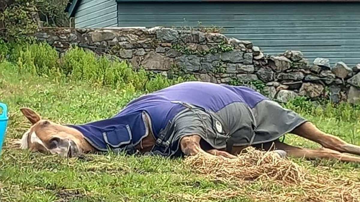 DailyMail's tweet photo. 'He's not dead, just lazy': Owner is forced to post on social media about her horse after tourists repeatedly reported her to animal welfare charities when they saw it lying in field https://t.co/7aUWZ57CcS https://t.co/elzVdgw7SA