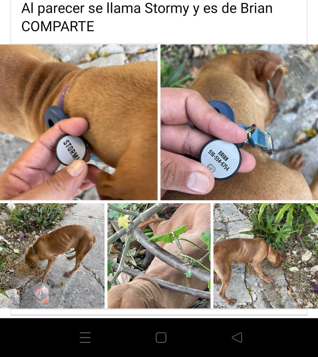 Brian, encontraron a Stormi

Compartan, ojalá se encuentre a los dueños