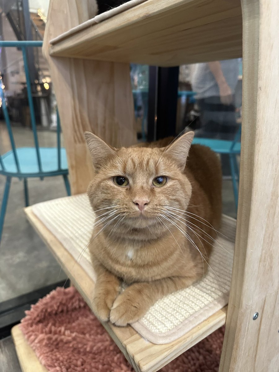 Schools are back and the cat room experience is calm and more private for those who want to help socialize our kitties!