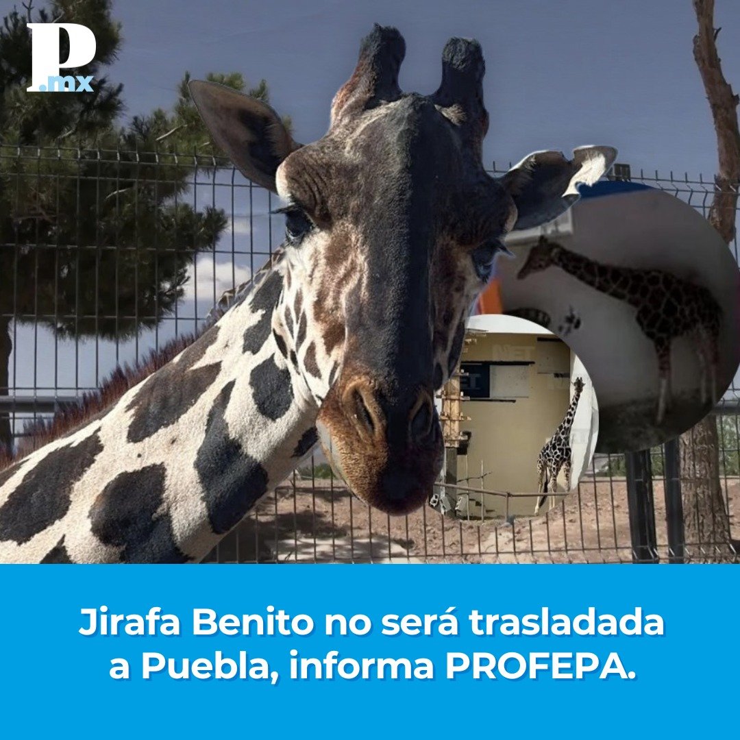 diarioelpopular's tweet photo. ¡Benito no llegará a Puebla! Al menos hasta que @PROFEPA_Mx  autorice dicho traslado🦒

¿Quieres saber su historia?
Da clic aquí: 👉 https://t.co/TyZKLq60Ij https://t.co/3yGd1o0Azu