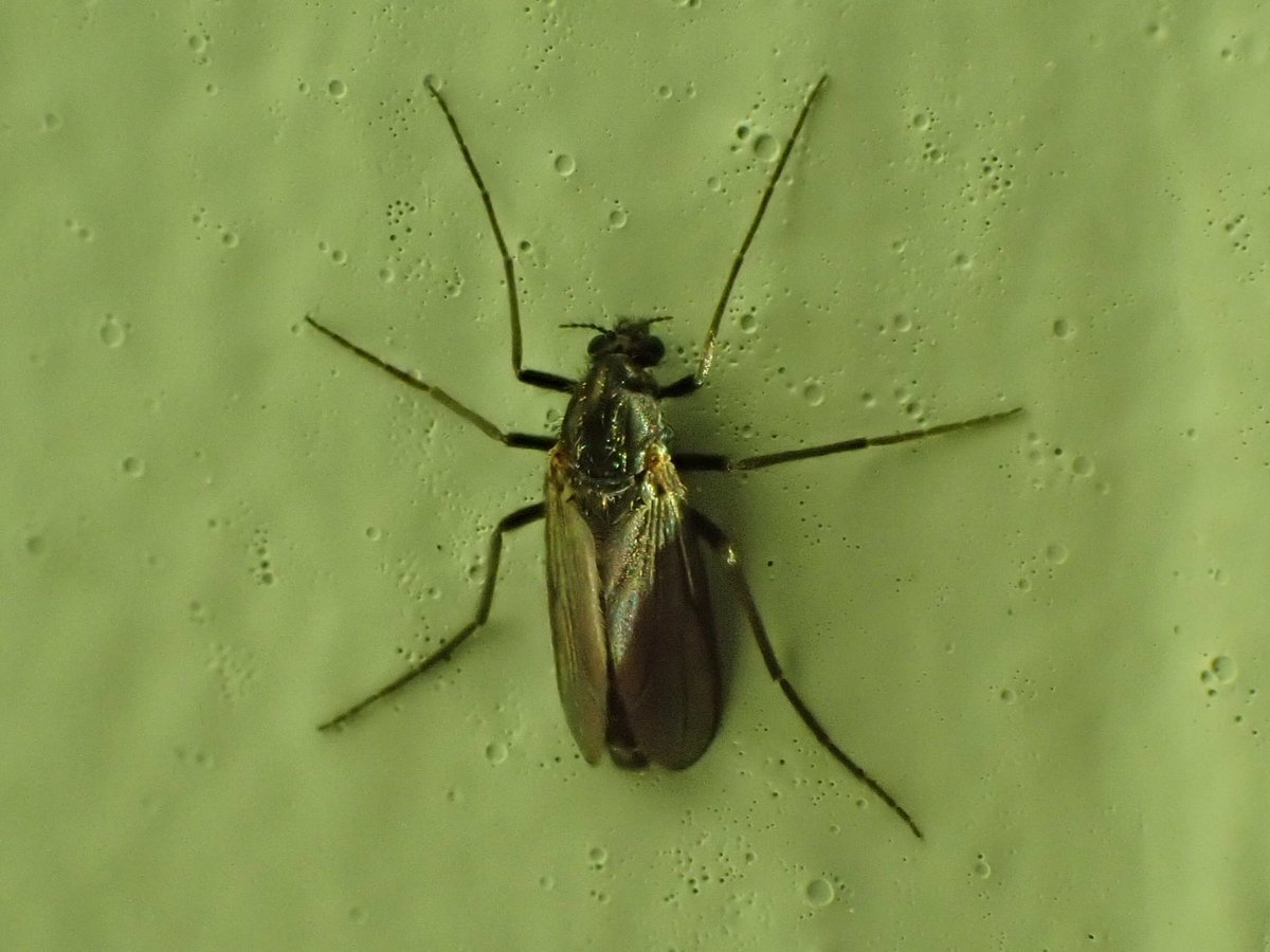 KeatleyAlan's tweet image. Hi, I am having difficulty in identifying or finding the identification of this gnat ? , I found it at Dawlish Warren NNR on Saturday 6th January, any help much appreciated @CRStipula @WarrenBirding