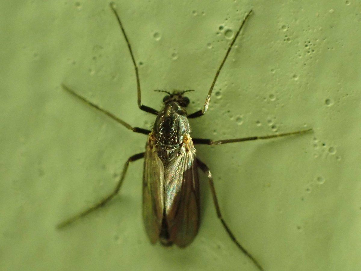 KeatleyAlan's tweet image. Hi, I am having difficulty in identifying or finding the identification of this gnat ? , I found it at Dawlish Warren NNR on Saturday 6th January, any help much appreciated @CRStipula @WarrenBirding