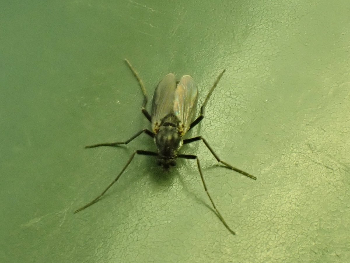 KeatleyAlan's tweet image. Hi, I am having difficulty in identifying or finding the identification of this gnat ? , I found it at Dawlish Warren NNR on Saturday 6th January, any help much appreciated @CRStipula @WarrenBirding