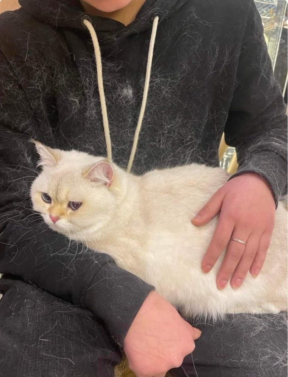 Why you should have a cat tweet media