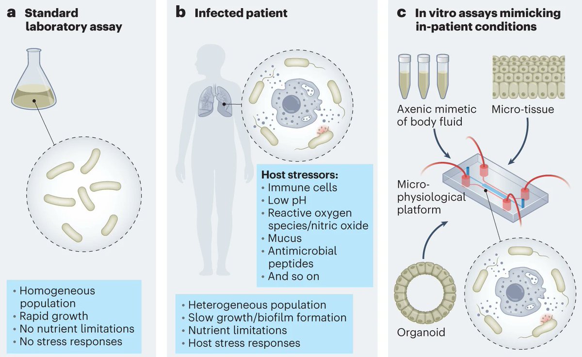 Akos T. Kovacs (@evolvedbiofilm) on Twitter photo <a href="/NatureMicrobiol/">Nature Microbiology</a> Comment by Christoph Dehio and colleagues
Revitalizing antibiotic discovery and development through in vitro modelling of in-patient conditions
nature.com/articles/s4156…
<a href="/urs_jenal/">Urs Jenal</a> <a href="/JWVeening/">Jan-Willem Veening</a> <a href="/alexpersat/">Alex Persat</a> <a href="/knutdrescher/">Knut Drescher</a> <a href="/AHarms485/">Alexander Harms</a> <a href="/AdrianEgli78/">AdrianEgli78</a> <a href="/Basler_Lab/">Basler Lab</a> <a href="/NatureMicrobiol/">Nature Microbiology</a> Comment by Christoph Dehio and colleagues
Revitalizing antibiotic discovery and development through in vitro modelling of in-patient conditions
nature.com/articles/s4156…
<a href="/urs_jenal/">Urs Jenal</a> <a href="/JWVeening/">Jan-Willem Veening</a> <a href="/alexpersat/">Alex Persat</a> <a href="/knutdrescher/">Knut Drescher</a> <a href="/AHarms485/">Alexander Harms</a> <a href="/AdrianEgli78/">AdrianEgli78</a> <a href="/Basler_Lab/">Basler Lab</a>