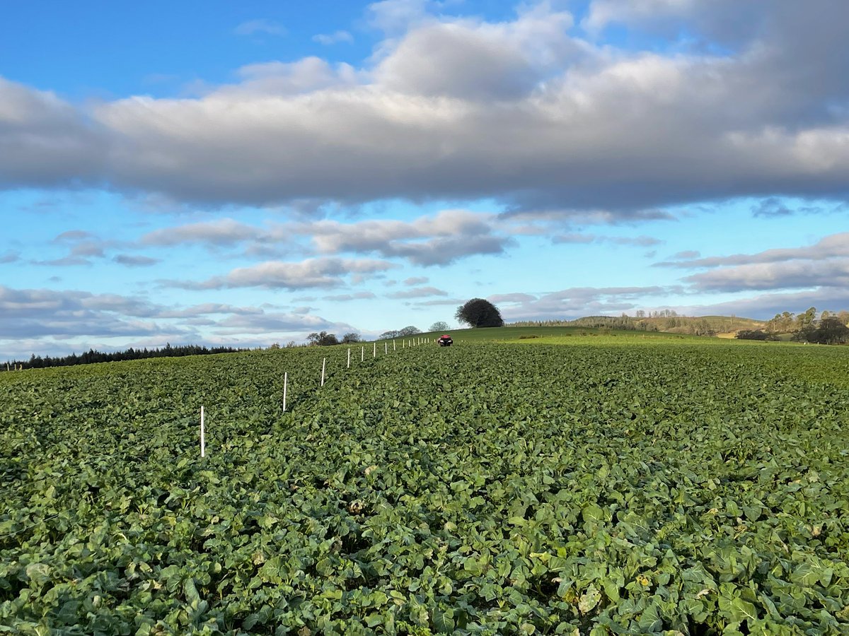 Stuart Graham tweet media