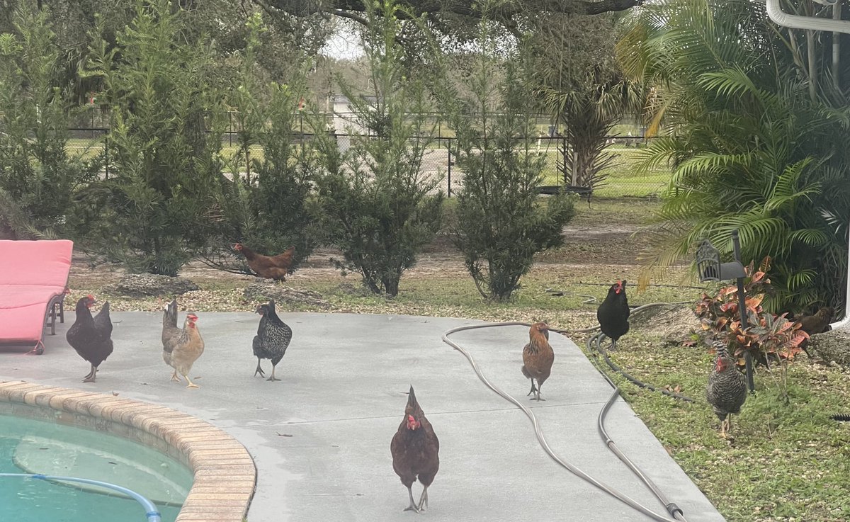 CatDB321's tweet image. Don’t F with us… Florida chickens are built different. 

#florida #chickensofX #ganggang