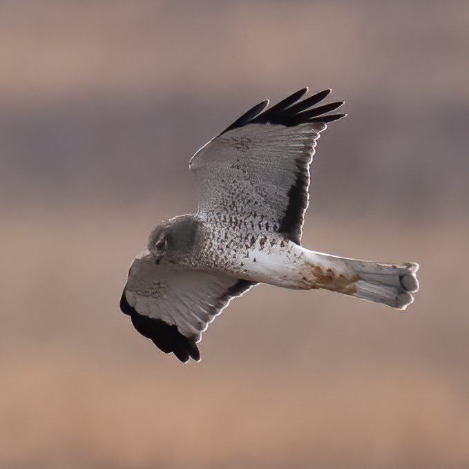 Gray ghost northern harrier seen in New Jersey. 1/7/2024 #birds #wildlife #nature #polefarmnj