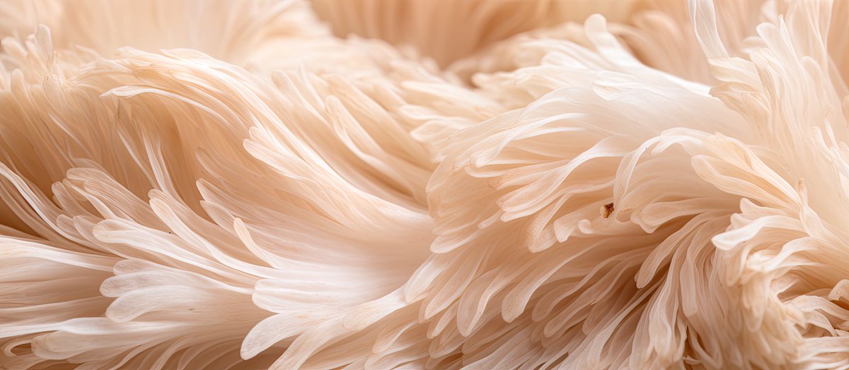 cookshrooms's tweet photo. Lions Mane has incredible Nero boosting benefits. Read more about it on https://t.co/vIggTx1rS9 https://t.co/YVndT1QDhp