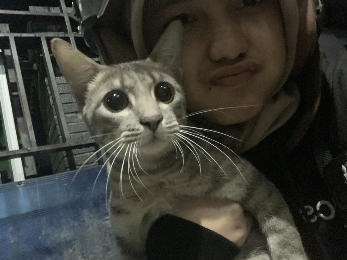 wapanbll's tweet photo. Kucingnya mbeb https://t.co/xwchaFOMvy