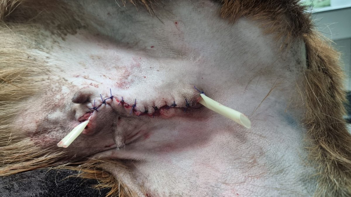 santuariovegan's tweet photo. Txipi ha ido al Hospital de nuevo porque se le inflamó el escroto tras la cirugía y no se recuperó bien.
Así que hoy ha vuelto a @Exoticos24h y Pablo le ha operado de nuevo. Y como ha ido muy bien, en breve volverá al Santuario.
Ayúdanos🙏 https://t.co/Owk8tiE0Gk https://t.co/sR8koKvaOe