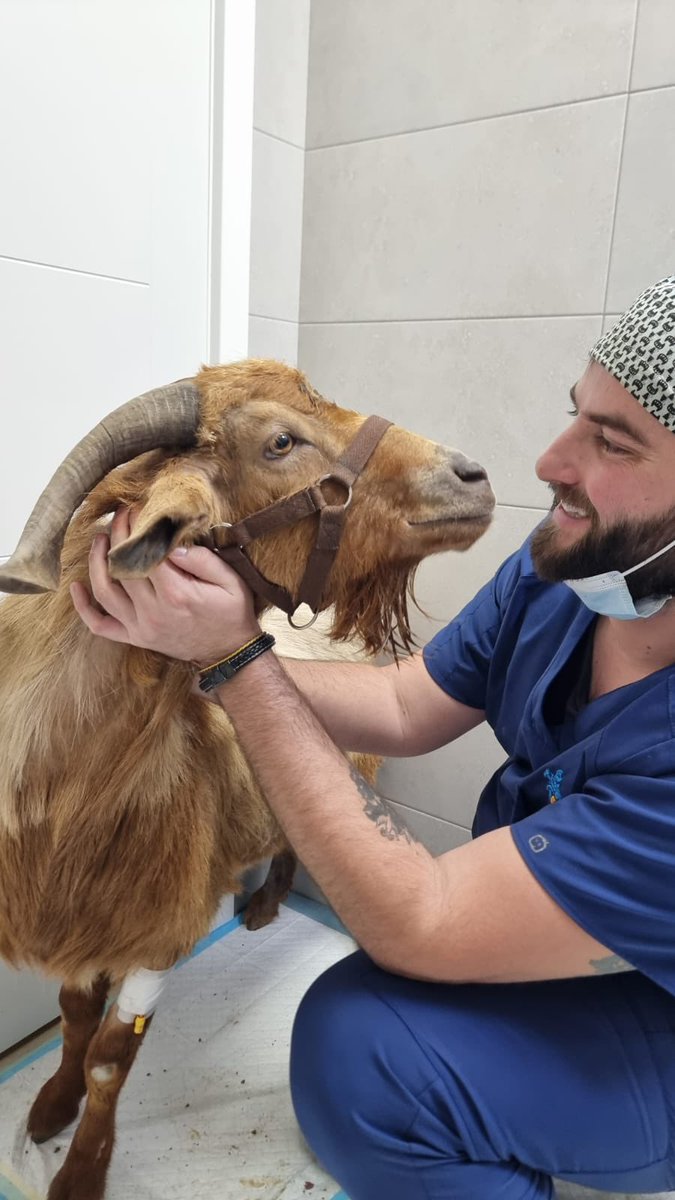 santuariovegan's tweet photo. Txipi ha ido al Hospital de nuevo porque se le inflamó el escroto tras la cirugía y no se recuperó bien.
Así que hoy ha vuelto a @Exoticos24h y Pablo le ha operado de nuevo. Y como ha ido muy bien, en breve volverá al Santuario.
Ayúdanos🙏 https://t.co/Owk8tiE0Gk https://t.co/sR8koKvaOe