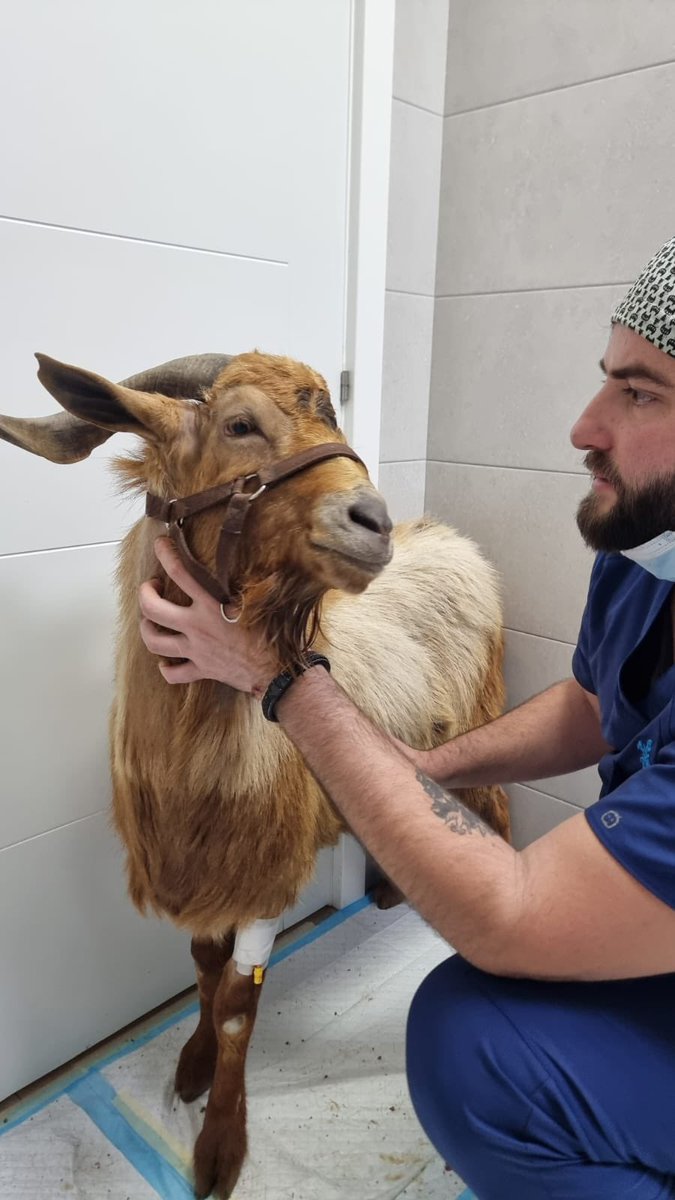 santuariovegan's tweet photo. Txipi ha ido al Hospital de nuevo porque se le inflamó el escroto tras la cirugía y no se recuperó bien.
Así que hoy ha vuelto a @Exoticos24h y Pablo le ha operado de nuevo. Y como ha ido muy bien, en breve volverá al Santuario.
Ayúdanos🙏 https://t.co/Owk8tiE0Gk https://t.co/sR8koKvaOe