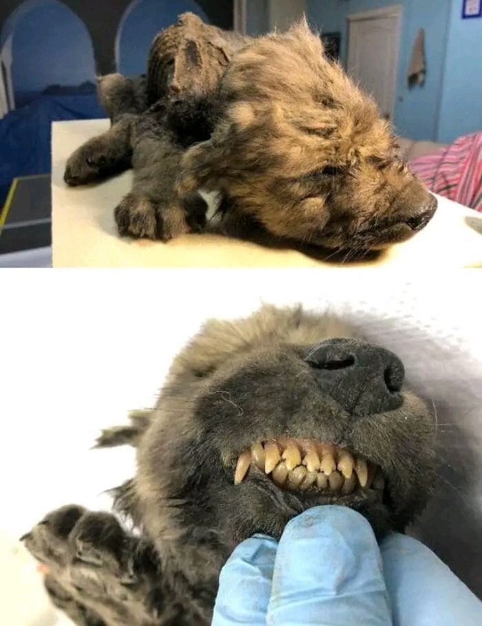 @Morbidful “Dogor” An 18,000 Year-Old Puppy That Was Discovered In The Siberian Permafrost. He’s So Well Preserved That His Nose And Whiskers Are Still Mostly Intact. DNA sequencing has been unable to identify the animal as either a dog or a wolf. The specimen was named Dogor by