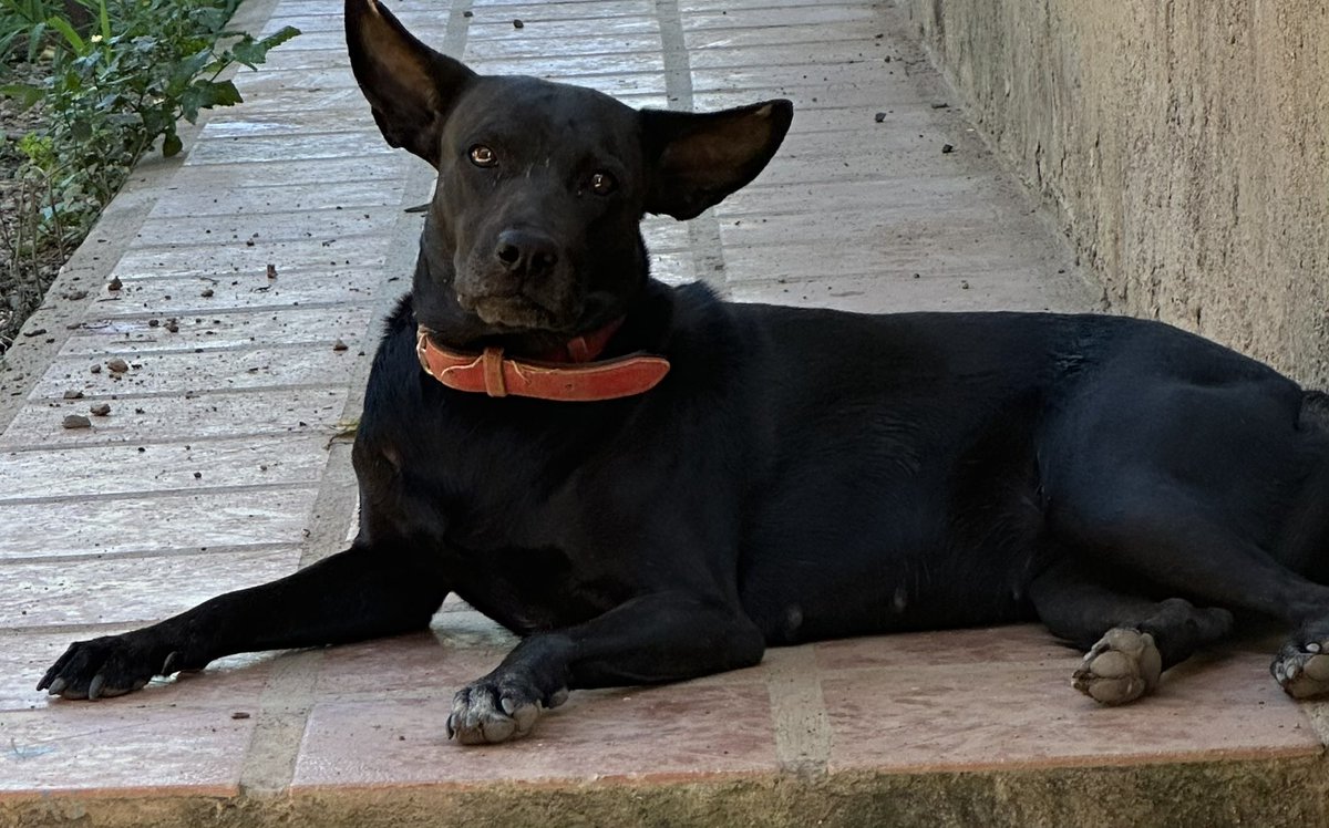 ayudemosapluto's tweet photo. #GingerAP always very elegant β€οΈπ Stop by and ask if there is anyone who wants to sponsor her bed? ποΈπ€ The cost is $39.99 We want all our rescued people to have a place to sleep. We have 10/35 π€π» Help us by sharing or donating the link is in our bio. Thank you very much https://t.co/VrW52O4tkQ