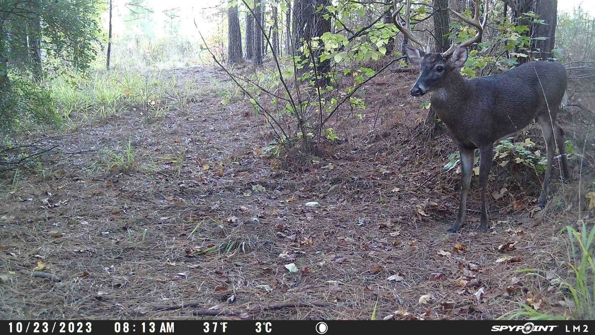 nolanpulley's tweet photo. @SpypointCamera https://t.co/mV9Q7gJI8p