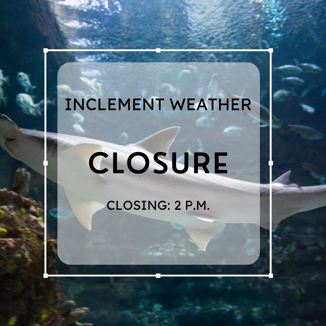 The Aquarium will close early today, Tuesday, Jan. 9 at 2 p.m. Governor Cooper declared a state of emergency as we brace for high winds and heavy rainfall. Stay safe. Read more: governor.nc.gov/news/press-rel… Reminder that advance reservations are required: ncaquariums.com/tickets-ff