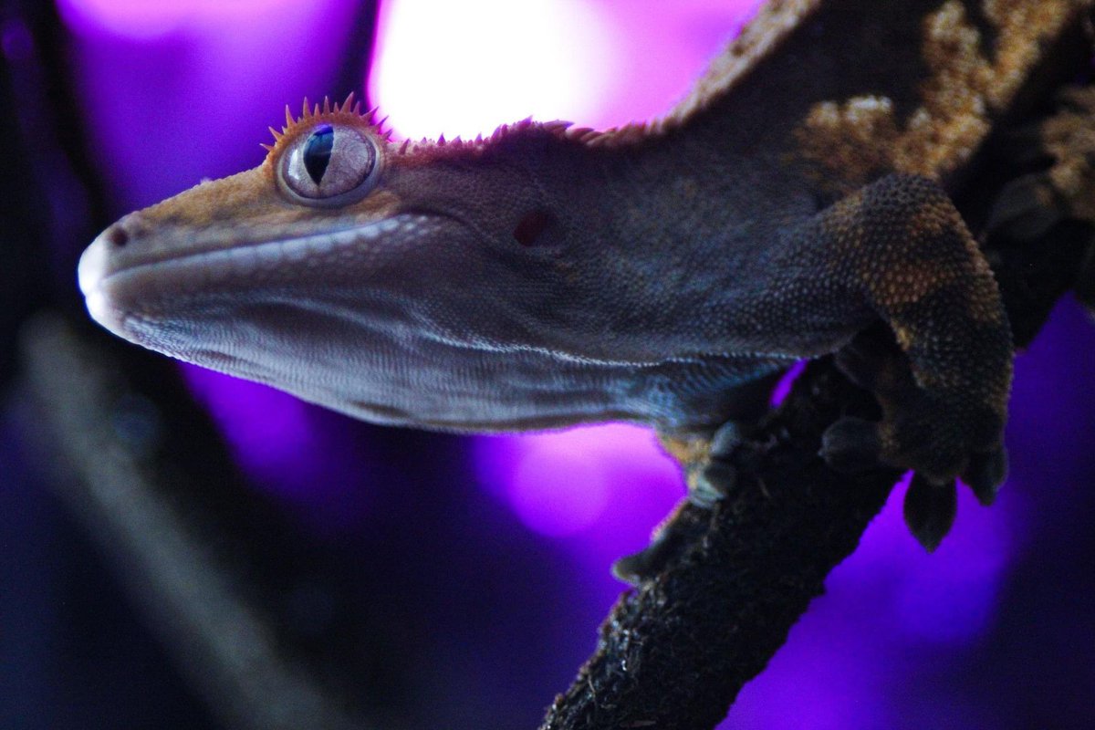 Eden Sanders tweet media