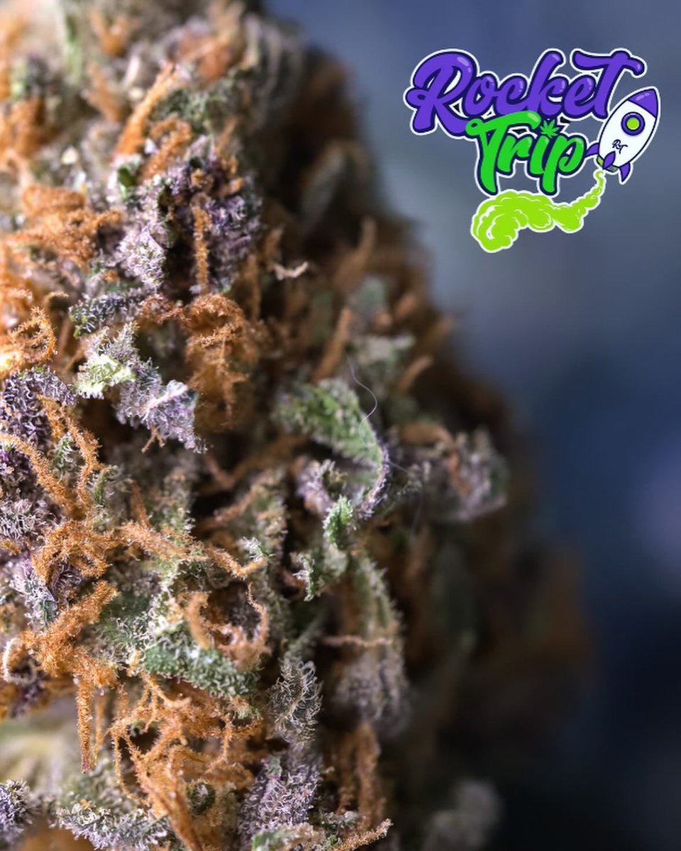 toqueyrol420's tweet photo. Esta es la #CherryBangBang del #RocketTrip….
Una cepa Híbrida de cultivo #indoor.
La neta es una delicia y pone súper chido. Le ponemos un 5 estrellas ⭐️
—
#cultivosindoor #marihuanamexico #cannabismexico #productores #growers #cogollo
@RocketTrip1 https://t.co/NkOGasQoA9