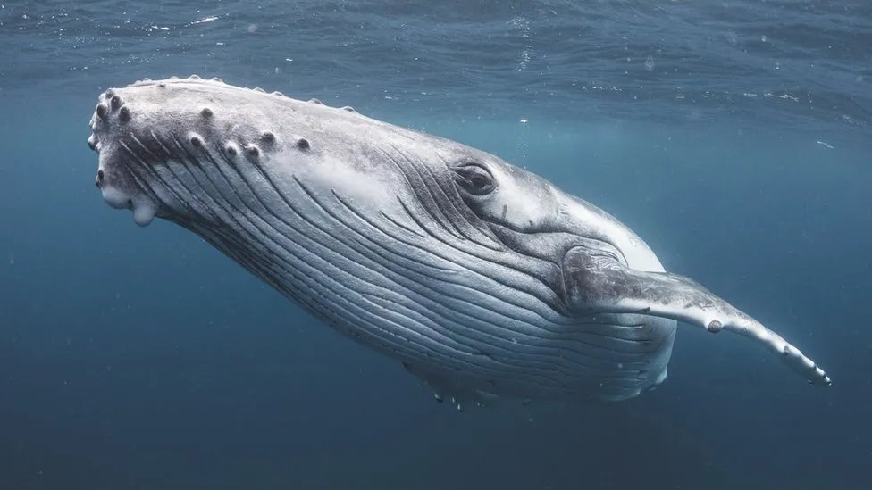 An outrage 
We know more about Mars that deep sea ocean life but #Norway does not give a stuff 
Norway to open vast ocean area size of UK (108,108 sq miles) to deep-sea mining, obliterating entire eco systems and marine life from top to bottom of ocean  cnbc.com/2024/01/09/nor…