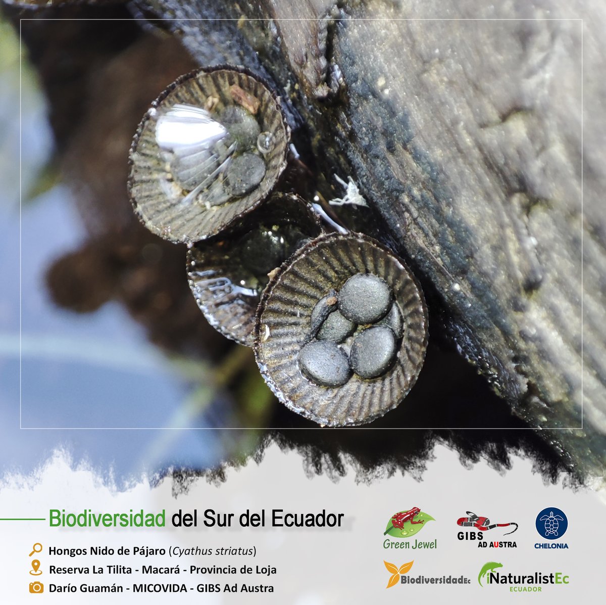 GrupoGreenJewel's tweet photo. BIODIVERSIDAD DEL SUR DEL ECUADOR
🔎: Hongos Nido de Pájaro/ Cyathus striatus
🏞️: Reserva La Tilita - Macará
📷: Darío Guamán - MICOVIDA & GIBS Ad Austra
#BiodiversidadDelSurDelEcuador #GreenJewel #Chelonia #BiodiversidadEc #GIBS #Hongos #SomosInaturalistEc #MICOVIDA https://t.co/iGaIXyfZcX