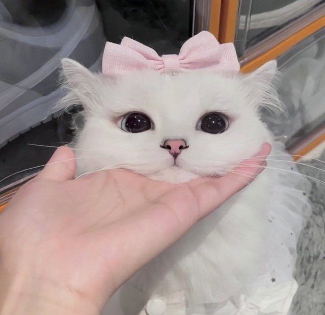 animals wearing bows (@animalswithbows) on Twitter photo 