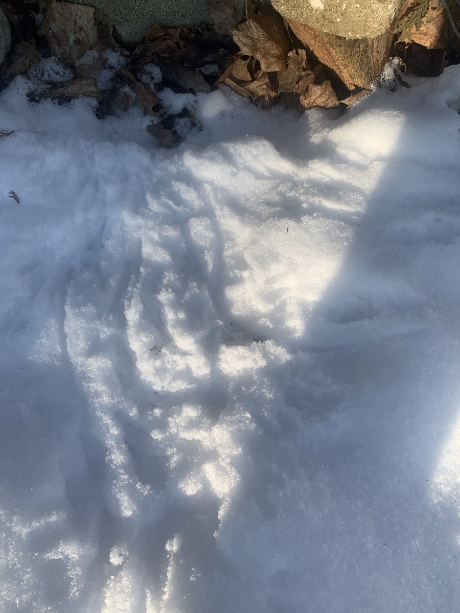 Es sind immernoch Igel unterwegs ! 🙈 ich habe einen Spuren  Leser gefragt, der hat mir bestätigt, das es eine igelspur ist 🙈 bitte seid wachsam ‼️ die Igel brauchen unsere Hilfe ‼️