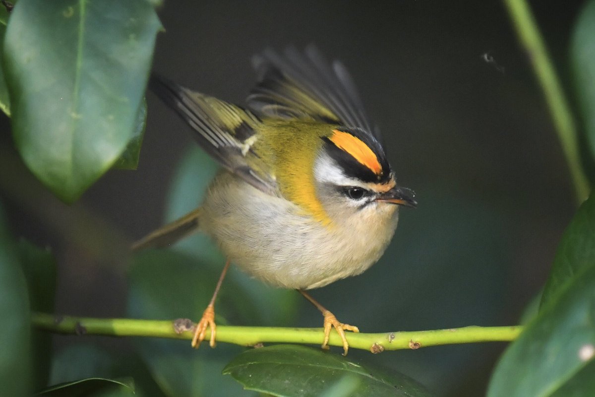 David Rouse 🍃💚🍃 tweet media