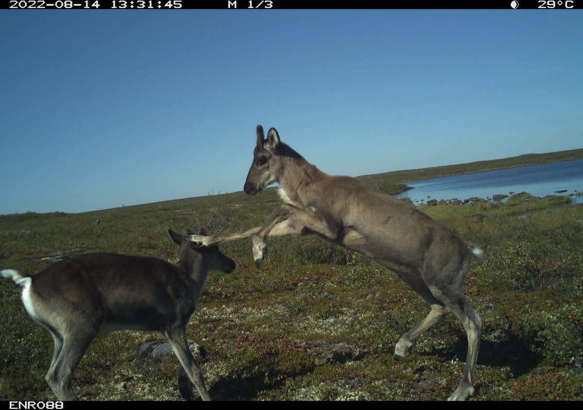 EricJolin_Wild's tweet photo. A couple playful caribou calves (bedziaze) having a romp on a beautiful sunny tundra day to brighten things up while the snows blow and the mercury drops here at the office #CameraTrapTuesday @ThaideneNene https://t.co/6UZmFr44i8