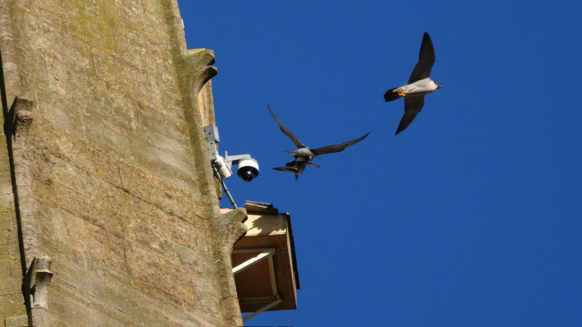 paulriley44's tweet photo. Norwich Peregrines already bonding 🤞 https://t.co/qgaxCr9Sbc