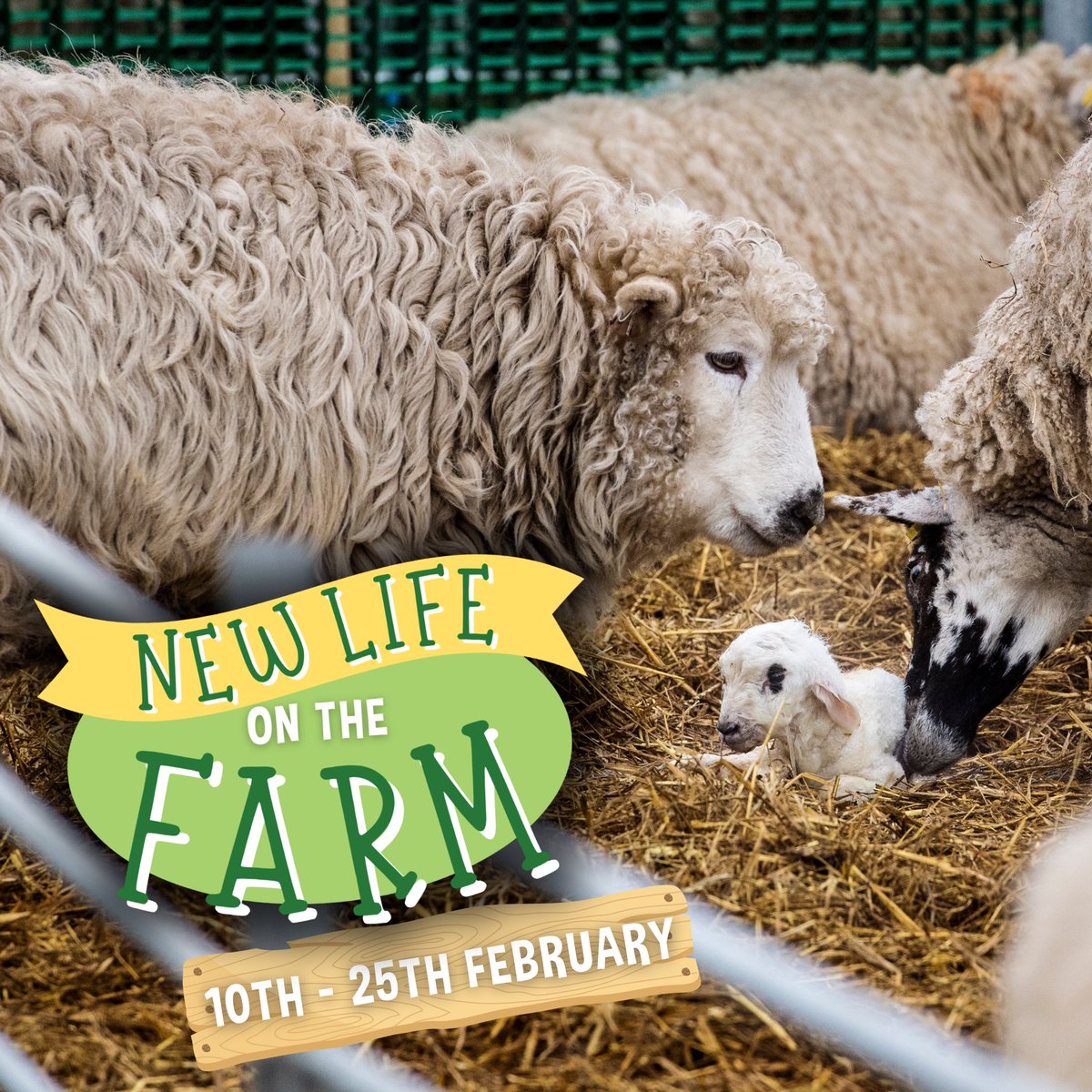 Today’s sunshine has got us in the mood for Spring! ☀️ … and on that note, we are VERY excited to announce that tickets for our Feb Half Term event ‘New Life on the Farm’ are now on sale! 🐑 Find out more: adventurefarm.co.uk/event/newlifeo… 🌿