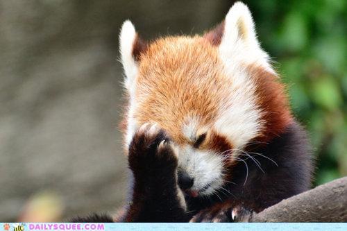 Red Panda Every Hour! tweet media