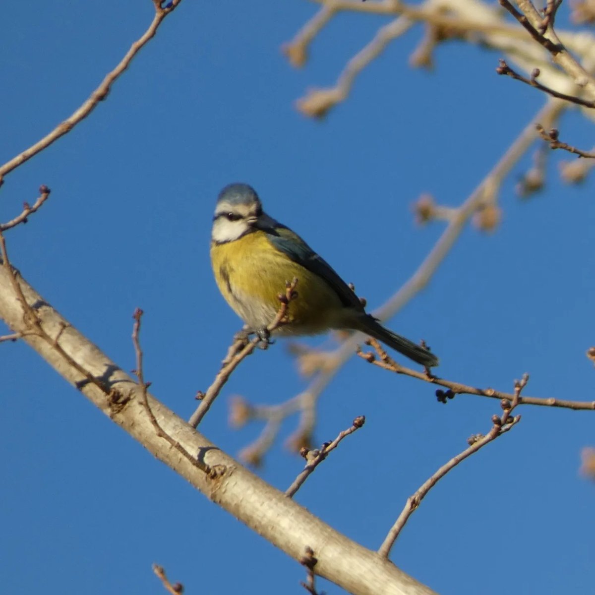 🔴 CENS D'AUS AQUÀTIQUES
El Grup Capreolus, secció de natura del CMRO, ha fet el cens d’aus aquàtiques hivernants del tram del riu Llobregat al seu pas per #Olesa de Montserrat.
Fil👇