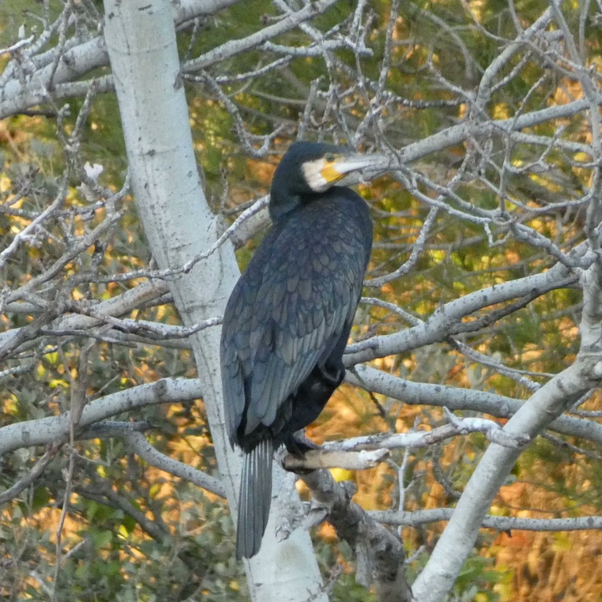 📝🦆 Aquest any, s'han pogut observar individus d’unes 40 espècies diferents com xivitona comuna, martinet blanc comú, ànec collverd, cotxa fumada, blauet o la mallerenga blava, entre d’altres. 
<a href="/capreolus_grnom/">Capreolus GRNOM</a>