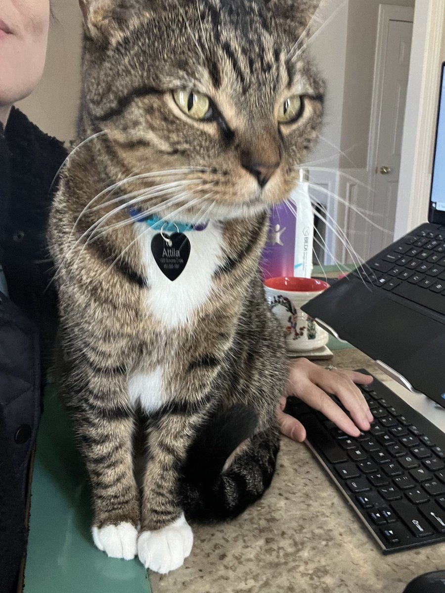 danilaserra_eco's tweet photo. One of the reasons why some of us find it hard to transition back from โwork from homeโ to โwork from office.โ
Am I right?
#academicpets #econtwitter https://t.co/7fX7znGv1C