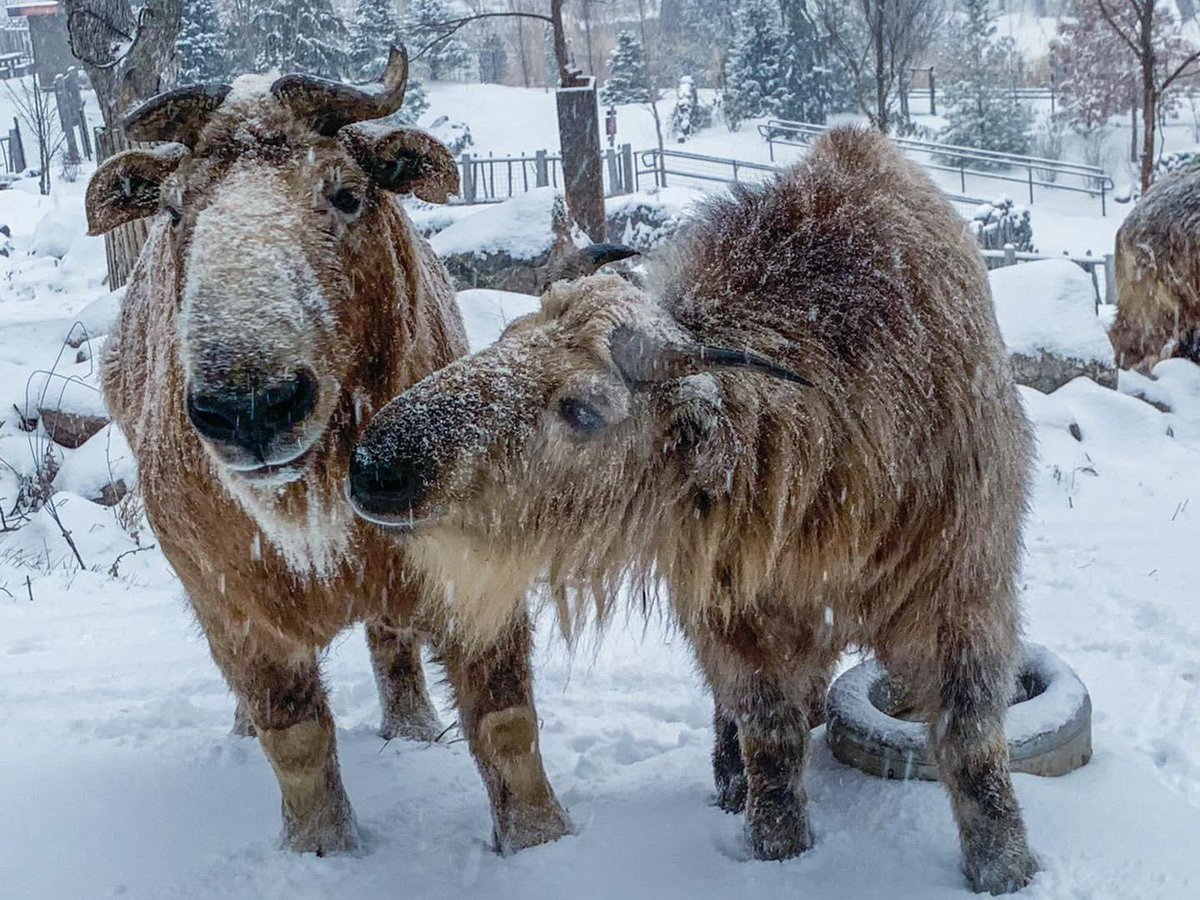 Some of us will enjoy being outdoors today. As for the rest of us, it’s best to stay inside. The Zoo will be CLOSED TODAY due to the weather conditions.