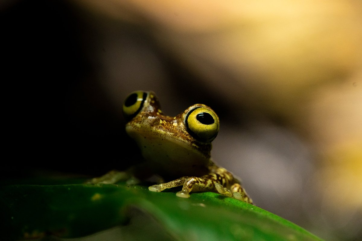 chesterzoo's tweet photo. We can't take our eyes off these NEW frogs! 🐸👀

FOUR vibrant Imbabura tree frogs have moved into Tropical Realm for the FIRST time ever...

We're proud to be one of the very few zoos globally working with these eye-catching amphibians, and our experts are working behind the scenes to protect the future of this amazing species 💚