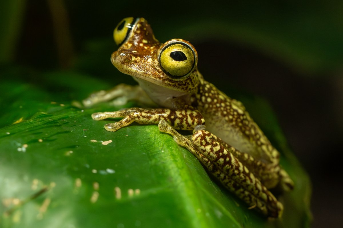 chesterzoo's tweet photo. We can't take our eyes off these NEW frogs! 🐸👀

FOUR vibrant Imbabura tree frogs have moved into Tropical Realm for the FIRST time ever...

We're proud to be one of the very few zoos globally working with these eye-catching amphibians, and our experts are working behind the scenes to protect the future of this amazing species 💚