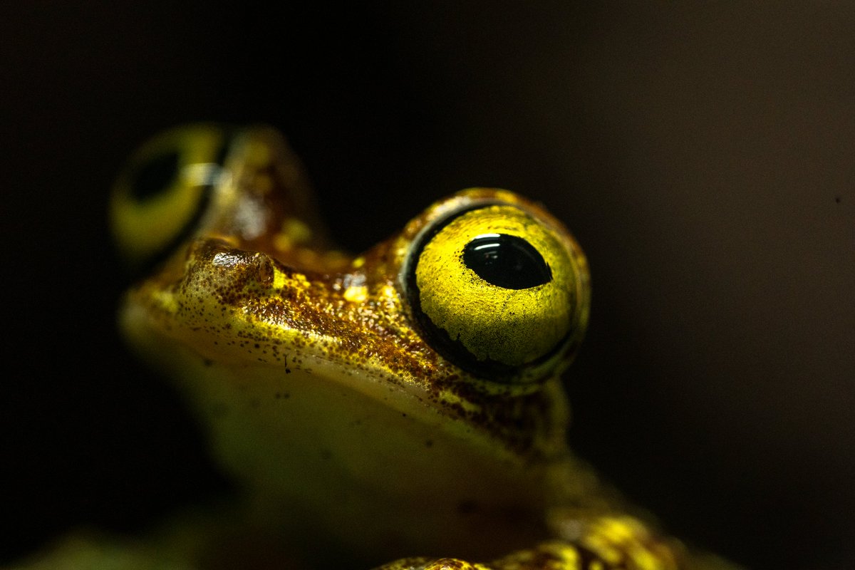 chesterzoo's tweet photo. We can't take our eyes off these NEW frogs! 🐸👀

FOUR vibrant Imbabura tree frogs have moved into Tropical Realm for the FIRST time ever...

We're proud to be one of the very few zoos globally working with these eye-catching amphibians, and our experts are working behind the scenes to protect the future of this amazing species 💚