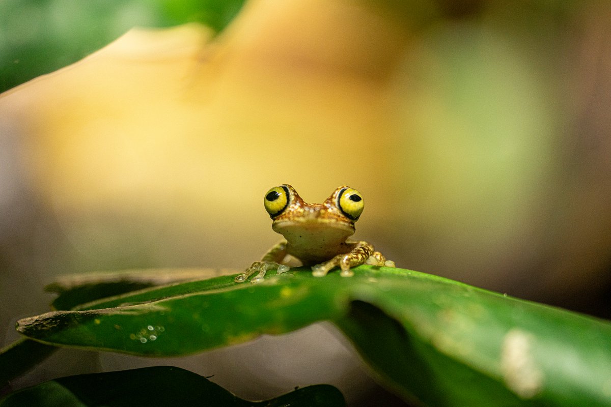 chesterzoo's tweet photo. We can't take our eyes off these NEW frogs! 🐸👀

FOUR vibrant Imbabura tree frogs have moved into Tropical Realm for the FIRST time ever...

We're proud to be one of the very few zoos globally working with these eye-catching amphibians, and our experts are working behind the scenes to protect the future of this amazing species 💚