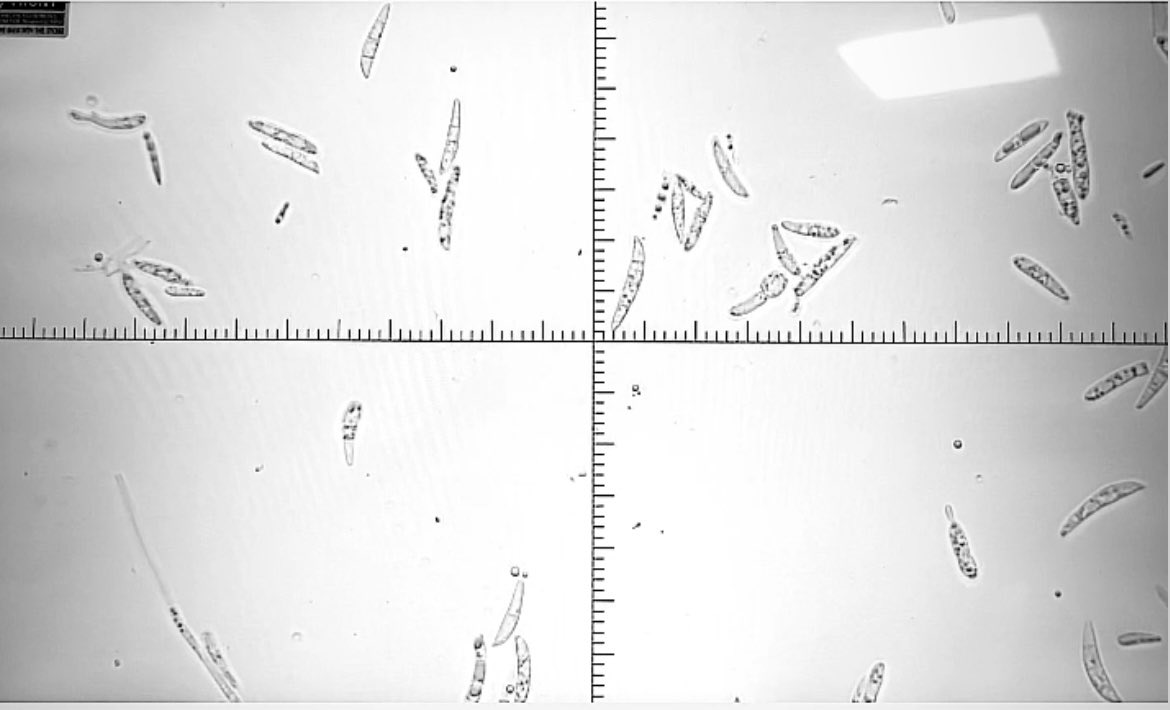 NBotlagunta's tweet photo. I was stuck with Fusarium oxysporum f.sp. Cucumarinum spore production for my research work (plant microbiome engineering). I tried multiple methods but failed. Many thanks to Dr. Remco stam @EvoMPMI methodology https://t.co/RWxuhwCY7U. I got millions of spores in first attempt. https://t.co/LO5fwqvWj9